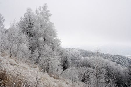 在喀尔巴阡冷冻的树