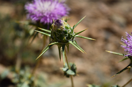 bur 芽