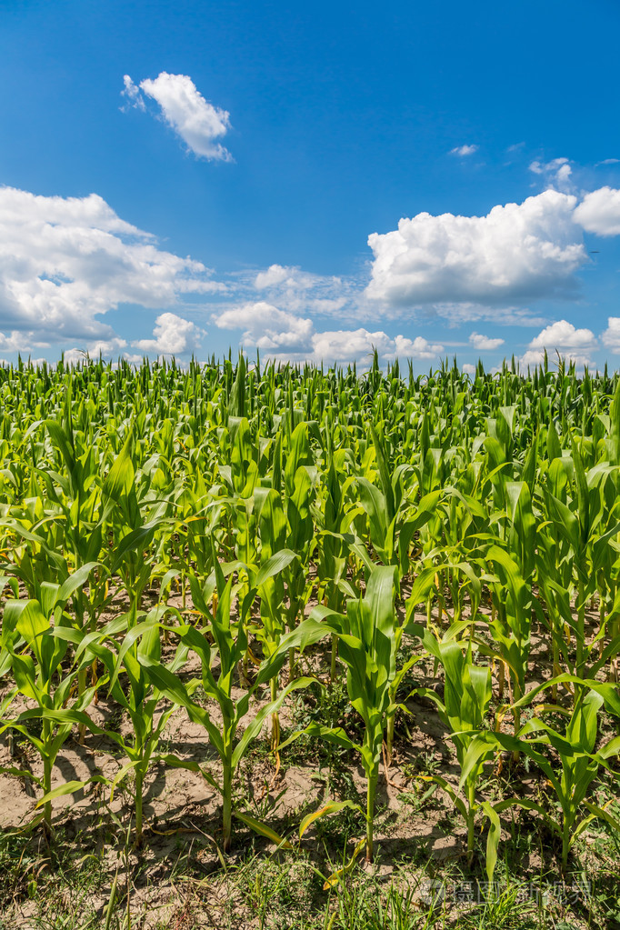 绿色玉米地