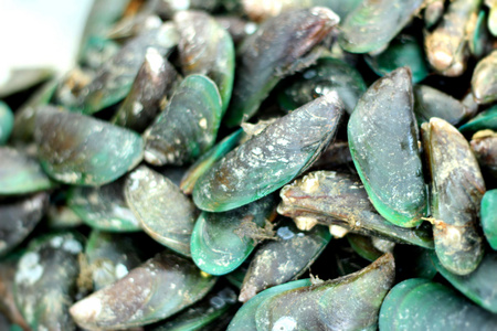 在白色贝壳的旁边图片