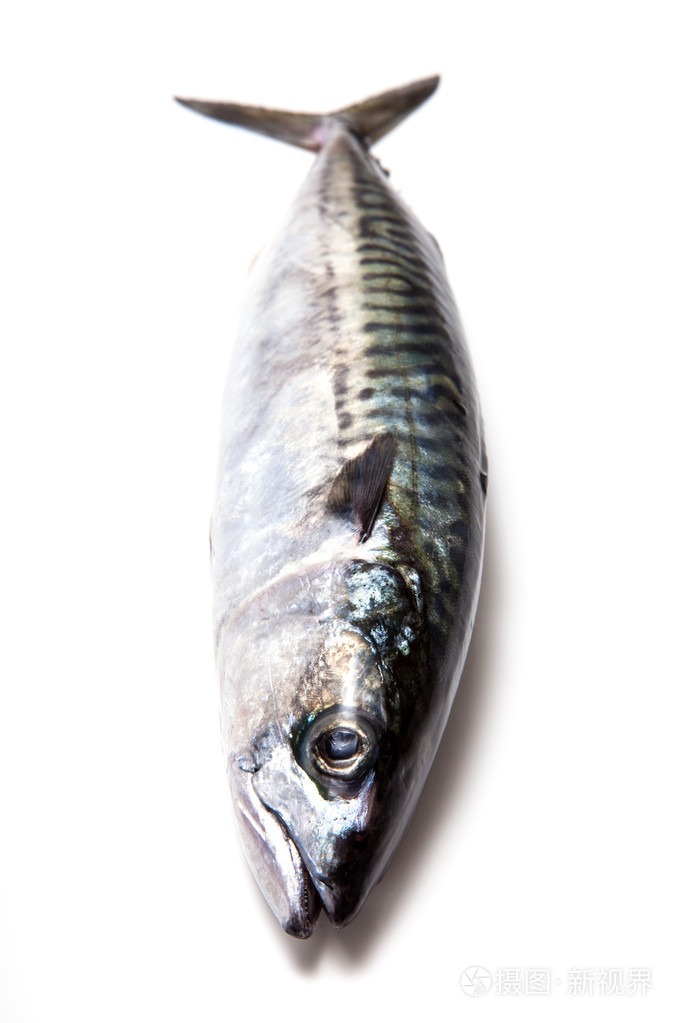 整个大西洋鲭鱼鱼