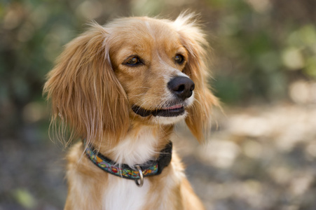 可卡犬交叉狗户外特写