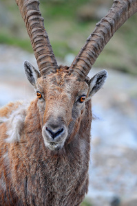 大的男性高山 ibex