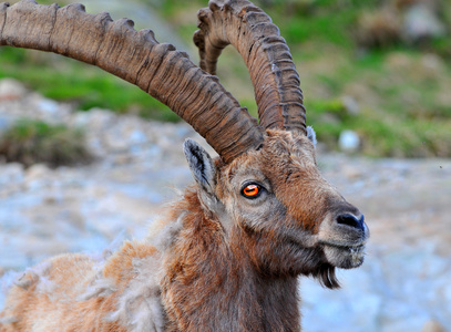 大的男性高山 ibex