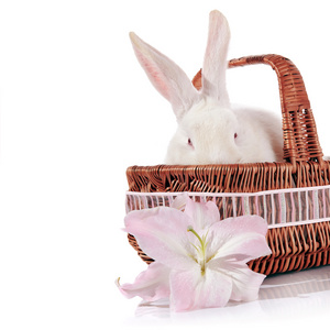 一只白兔在篮子里的一朵百合花的肖像