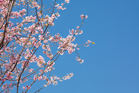 日本樱花