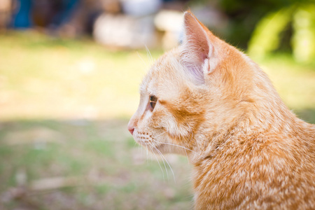 小猫猫绿色自然背景