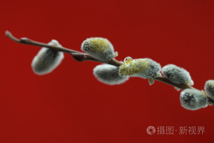猫柳照片 正版商用图片1ij29d 摄图新视界