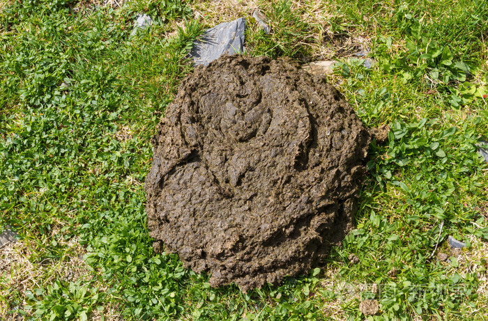 cowpat牛粪便