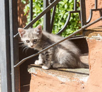 Corchiano 意大利。猫