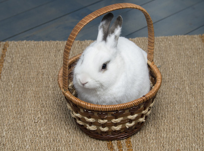 在篮子里的白色兔子