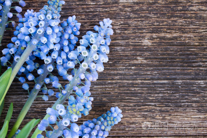 穆斯卡里花上表