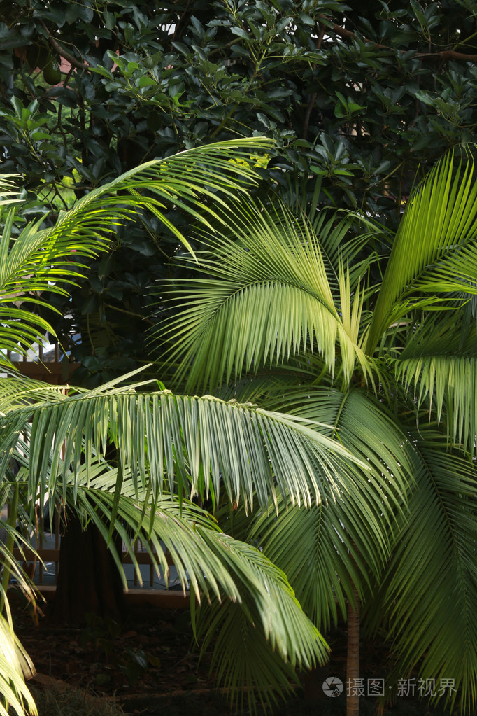 棕榈叶
