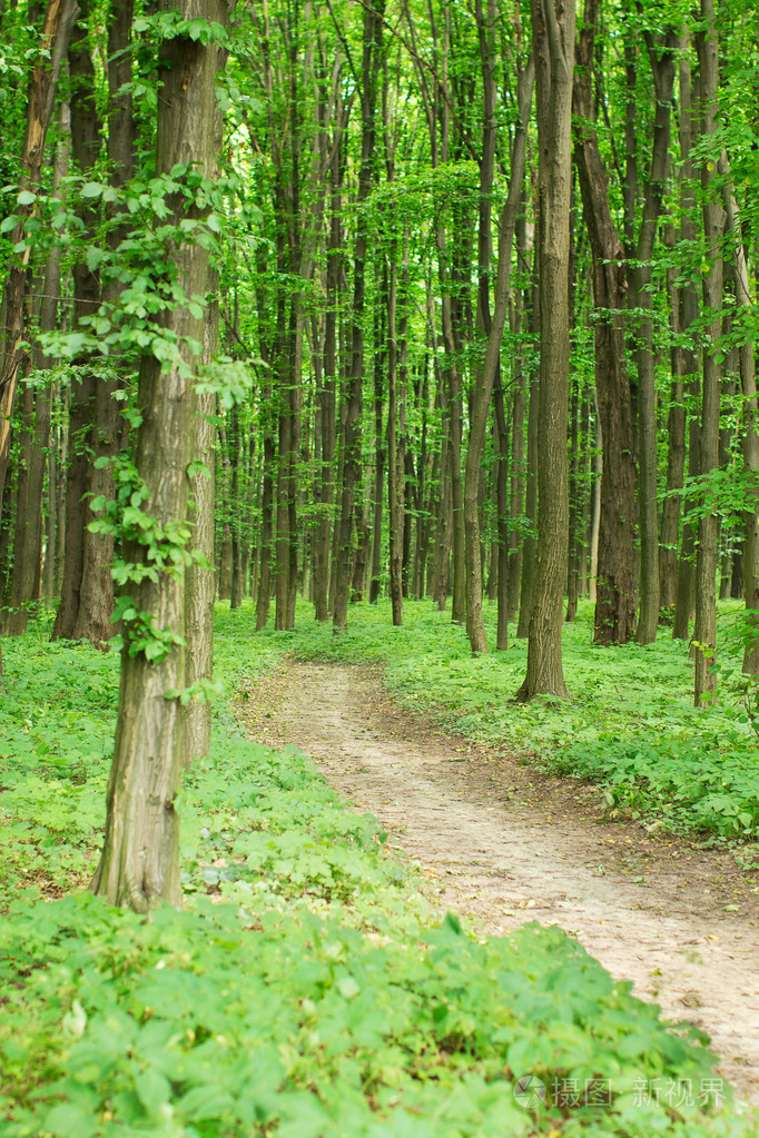 绿色的春天森林与行人路