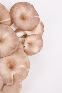牡蛎蘑菇白色纸张背景上