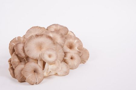 牡蛎蘑菇白色纸张背景上