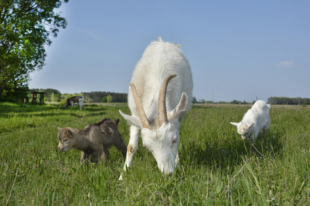 在草地上吃草的山羊的家庭