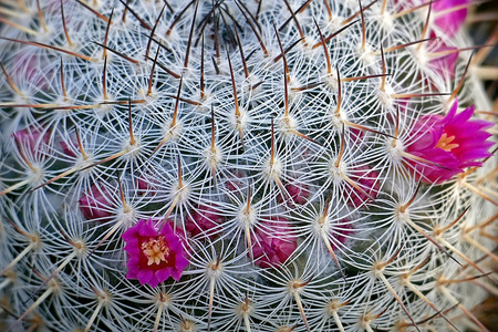 仙人掌花 1