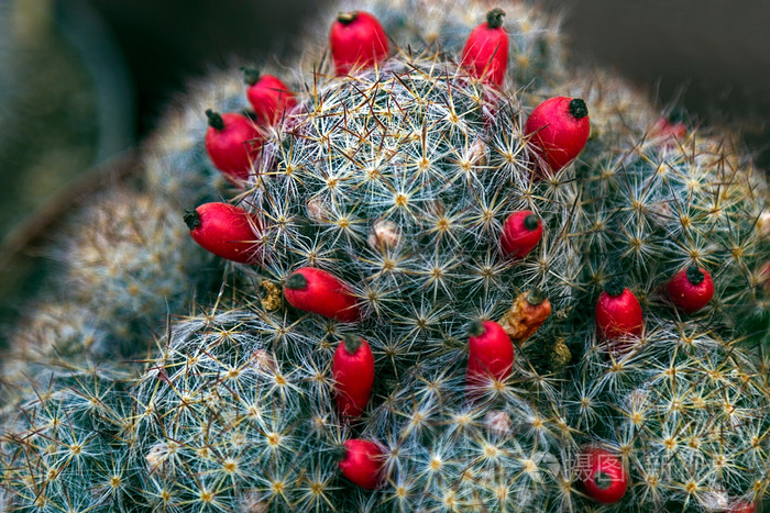 仙人掌果实