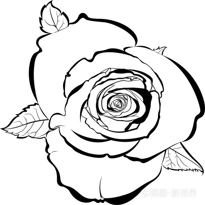 玫瑰花的剪影