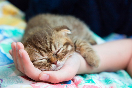 Slcottish 小猫睡眠对女性的手