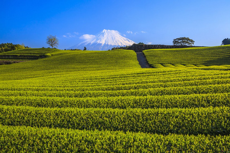 茶园和远处的富士山