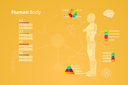 图表人类人体解剖学