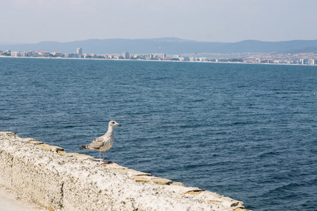 海海岸夏日风景