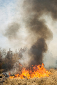 大火在森林附近的农业用地上