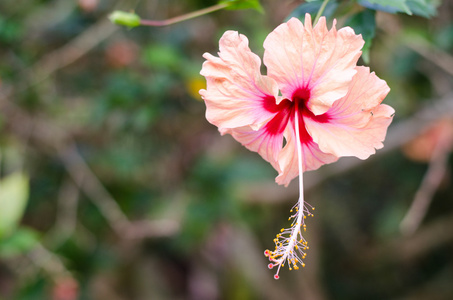 美丽的粉红色芙蓉挂在树上图片