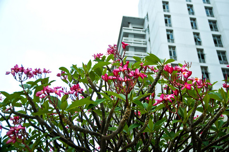 鸡蛋花上建设背景