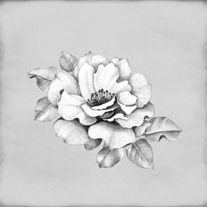 铅笔素描的玫瑰