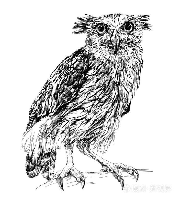 猫头鹰素描黑色和白色