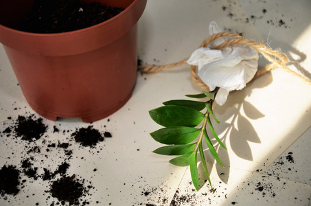 年轻的植物准备移植。植物在桌子上。它属于 s