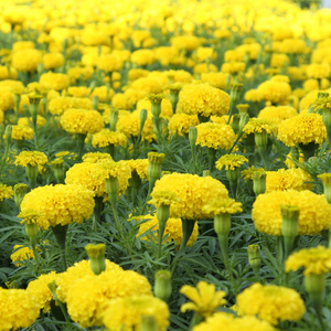 万寿菊黄色的花蕊