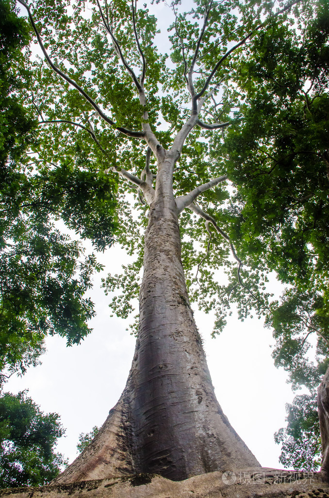 古老而美丽的那棵大树