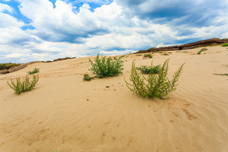 沙的沙漠景观