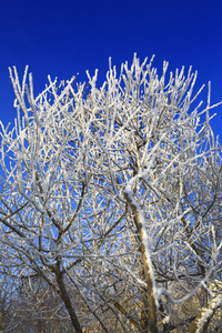 在冬天，蓝色的天空白色白霜的树