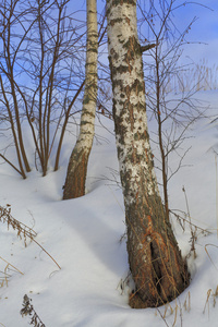 冬天桦树森林, 树, 雪, 自然, 春天