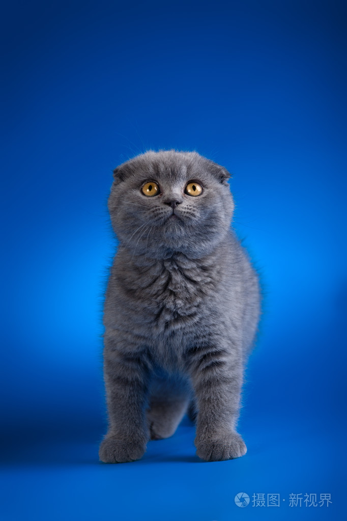 孤立在蓝色的小小猫