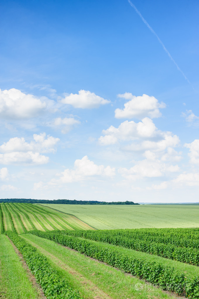 绿色的原野和蓝蓝的天空