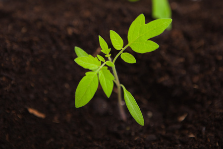 番茄幼苗植物在灌封堆肥