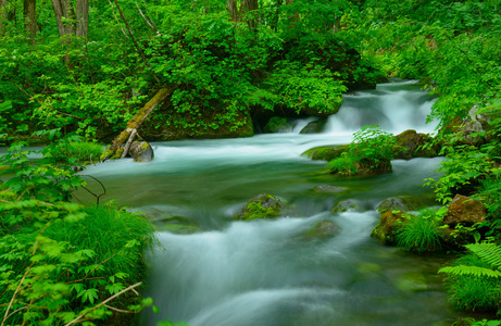 在青森县，日本 Oirase 峡谷