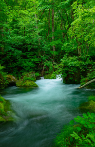 在青森县，日本 Oirase 峡谷