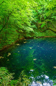 在青森县，日本白神山地