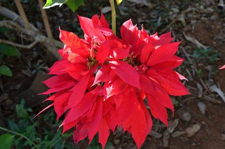 观赏植物 louiseania花盆中的溴eliad植物(古兹马尼亚)普拉特氏脉冲菌