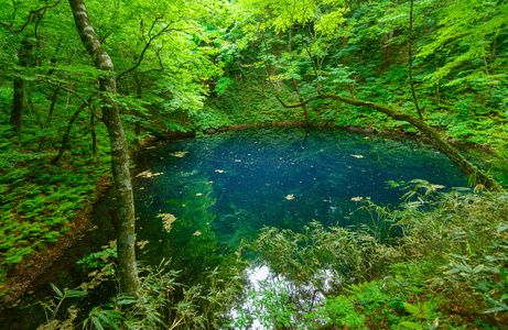 在青森县，日本白神山地