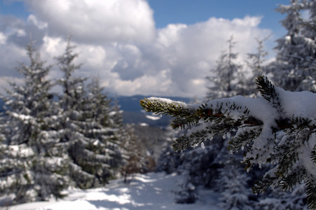 雪分支在基迪