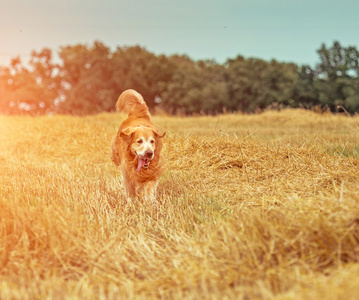 金毛猎犬在稻草