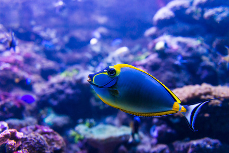 在水族馆中五颜六色的鱼图片